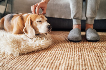 Beagle dog owner caress stroking his pet lying on the natural stroking dog on the floor and enjoying the warm home atmosphere.