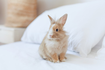 Ginger rabbit close up portrait on the bed. Fluffy pet portrait at home on white background. Fluffy brown and white small bunny is the symbol of Easter and spring