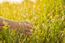 Summer Wild Meadow Grass And Flowers In Girl Hand, Nature