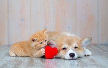 Cat And Dog With Red Heart