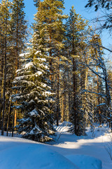 Canvas Print - Snowy winter day