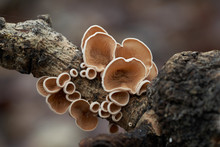 Inedible Mushroom Schizophyllum Amplum In The Floodplain Forest. Known As Poplar Bells. Small Wild Moshrooms Growing On The Tree Branch.