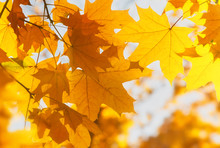 Bright Yellow Maple Leaves, Fall Season Outdoor Background