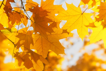 bright yellow maple leaves, fall season outdoor background