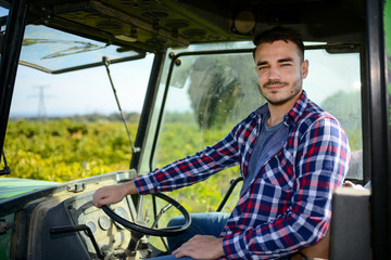 Wall Mural - handsome man farmer in the vine driving a tractor and harvesting ripe grape during wine harvest season in vineyard