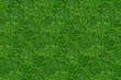 Green grass pattern and texture for background. Close-up image. 