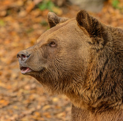 big brown bear portrait looking concentrated