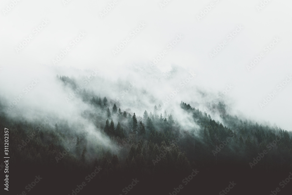 Moody forest landscape with fog and mist - obrazy, fototapety, plakaty 