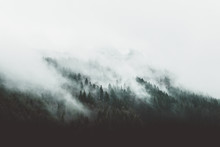Moody Forest Landscape With Fog And Mist