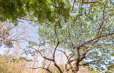 Green tree at Barren forest and blue sky. texture and Background concept.