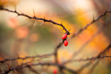 Rose Hips On A Thorny Twig. Thorn Bush In Autumn. 