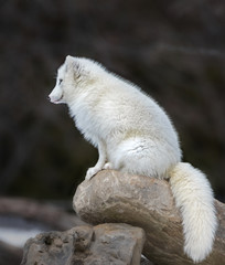 Wall Mural - Arctic fox sitting on top of a pile of rocks