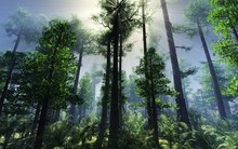 Trees In The Rays Of Light, A Forest In The Morning Fog, A Park In A Haze, 3D Rendering.