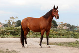 Fototapeta Konie - Beautiful brown horse