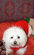 Cute maltese dog in red clothes siiting on a bed. Christmas puppy in red sweater.