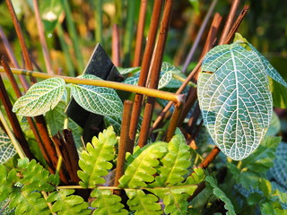 textures of vegetation inside a tropical greenhouse 