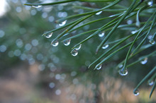 Rain Drops On Pine Needles