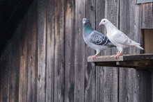White And Gray Pigeons Columba Livia Domestica Standing On The Edge Of An Entrance To A Barn