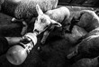 Feeding baby sheeps in a farm, Hobbiton, Wellington, New Zealand