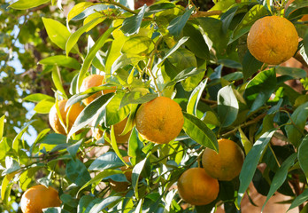 Canvas Print - (Citrus aurantium) Bigaradier ou oranger amer aux rameaux garnis d'oranges teintées de vert et jaune en cours de maturation, au gout amer, à peau rugueuse, au feuillage vert foncé et odorant