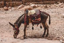 Tourist Ride Donkey In Petra, Jordan