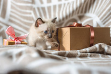 Fluffy Cute Kitten Playing With Gift On A Soft Blanket. Little Cat Looking At The Box. Taking Care Of Our Little Pets