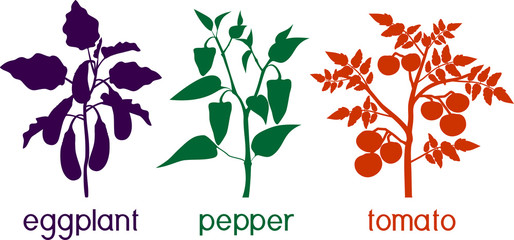 Wall Mural - Silhouettes of different vegetable nightshade plants (pepper, tomato, and eggplant) with crop. General view of plant isolated on white background