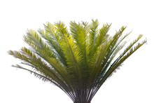  Cycad Palm Tree Isolated On White Background. Clipping Path.