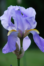 Close Up Of A Purple Bearded Iris In A Flower Bed