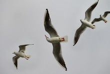 Four Common Black Headed Gulls Aloft Over A Ferry On The Dardanelles Turkey