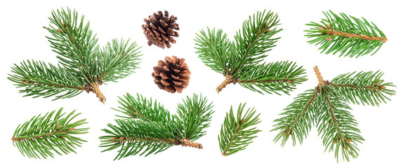 fir tree branch and pine cones isolated on white background