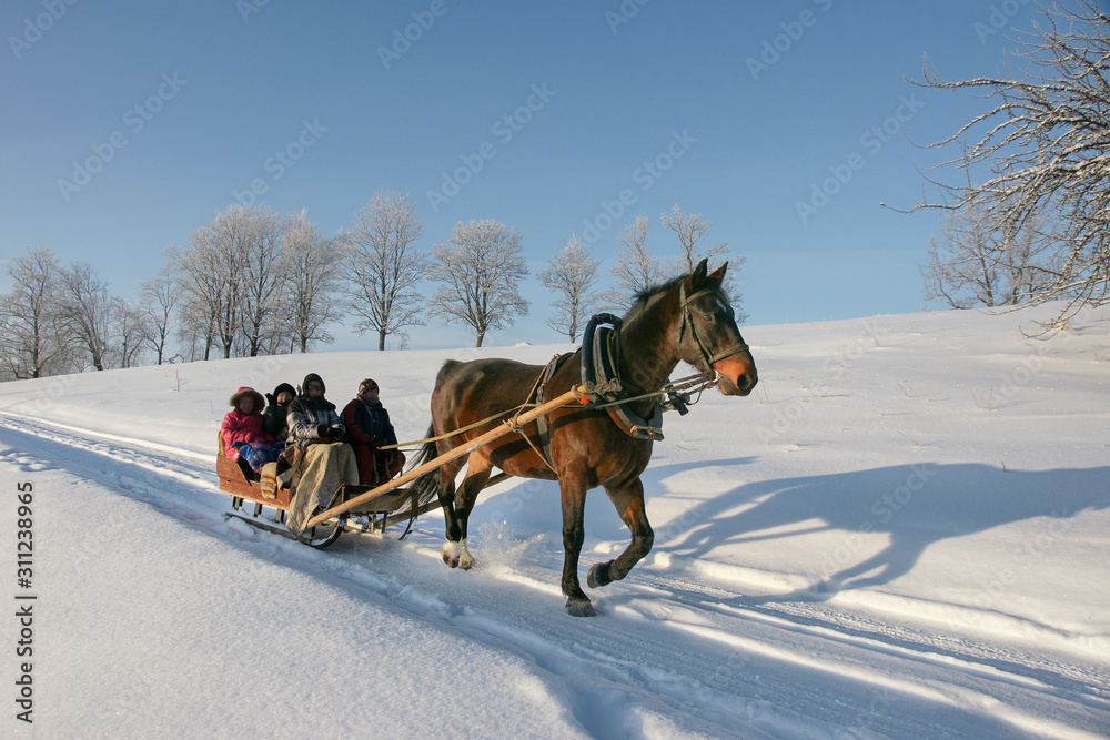 brown horse pulling sleigh with peoples, winter wounderland landscape - obrazy, fototapety, plakaty 