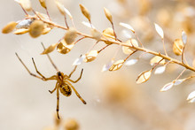 Yellow Spider Hanging From Sagebrush In The Desert