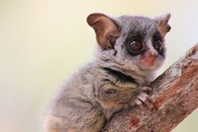 South African Bush Baby On A Branch