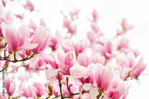 Dekoracja na wymiar  kwiaty-magnolii-tlo-kwiaty-magnolii-z-bliska-delikatny-kwiat-kwiatowy-tlo-botaniczny
