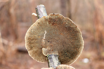 Close-up of polypore mushroom pores