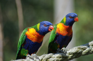 two lorikeet