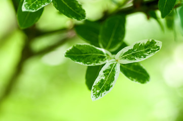 Wall Mural - green leaves with white stripes, young leaves in spring, spring background