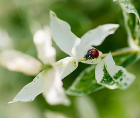 Wall Mural - ladybug on green leaves with white stripes, young leaves in spring, spring background