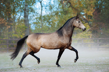 beautiful horse trotting in a paddock on a background of dust