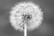 Black and white Dandelion head with seeds , Taraxacum officinale, close up. Idea for wallpaper.