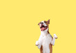 A happy big dog on a bright yellow background