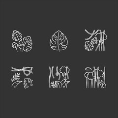 Poster - Rainforest plants chalk icons set. Evergreen forest vines. Swiss cheese plant. Trip to Indonesian jungle. Discovering Bali nature. Exploring tropical flora. Isolated vector chalkboard illustrations