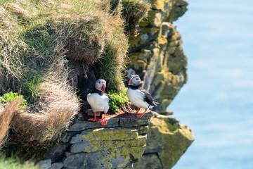 Atlantic puffin/Alca arctica closeup wildlife bird portrait in the steep cliffs of Latrabjarg in the  westfjords of the Icelandic wilderness. Animal, birds and photography concept.