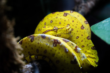 Morelia Viviris Python in a Terrarium on a branch 