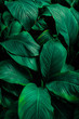 © Nabodin - leaves of Spathiphyllum cannifolium, abstract green texture, nature background, tropical leaf