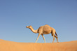 A sand colored dromedary camel walking on a dune in the Empty Quarters desert. Abu Dhabi, United Arab Emirates.