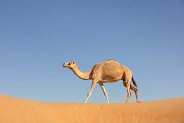 Wall Mural - A sand colored dromedary camel walking on a dune in the Empty Quarters desert. Abu Dhabi, United Arab Emirates.