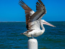 Pelican Wings Lifted