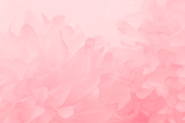 Wall Mural - Beautiful abstract color white and pink flowers on white background and white flower frame and orange leaves background texture, flowers banner